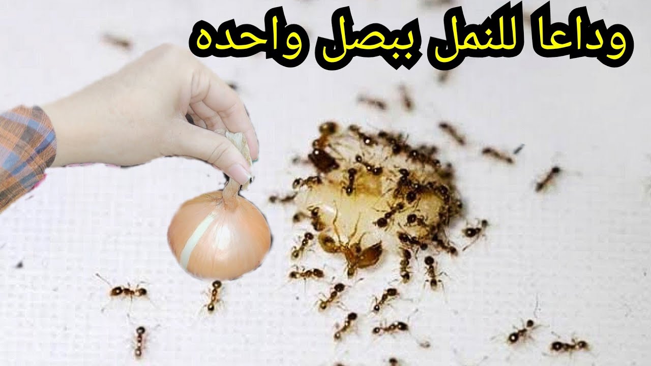 طريقة فعالة للقضاء على النمل والصراصير في دقائق معدودة في بيتك