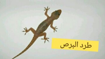 بدون مبيد حصري.. خلطة سحرية للتخلص من الأبراص تماماً وامنعي دخولها البيت