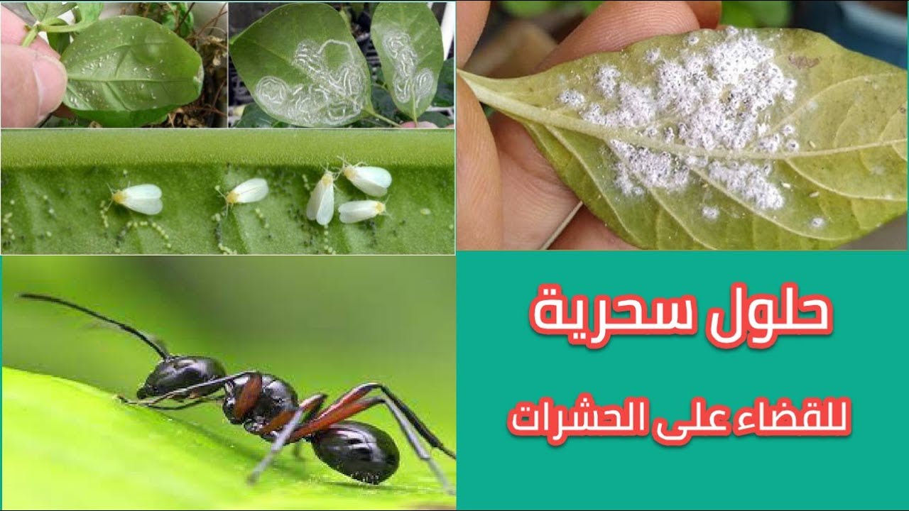 عشبة سحرية للقضاء علي جميع الحشرات في منزلك ومش هتلاقي نمل ولا صراصير