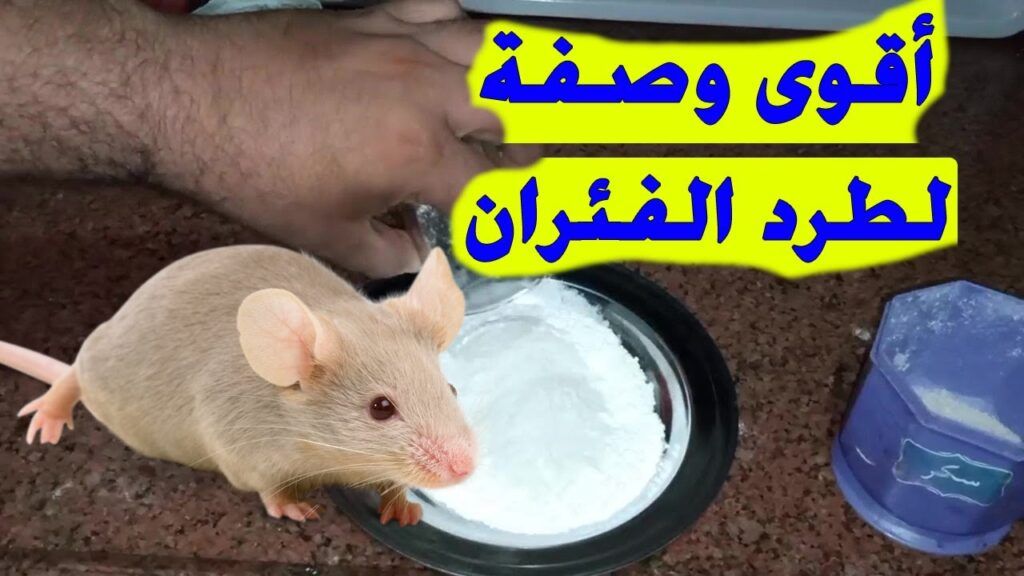 وداعاً للمصيدة.. تعرف على طريقة للقضاء على الفئران نهائيا بدون استخدام أي مواد كيميائية ضارة