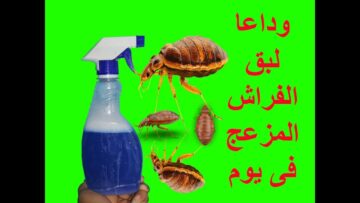 اقوى وصفة على وجه الارض.. طرد بق الفراش المزج نهائيا بمكونات طبيعية 100% وبدون اي مواد كيميائية 