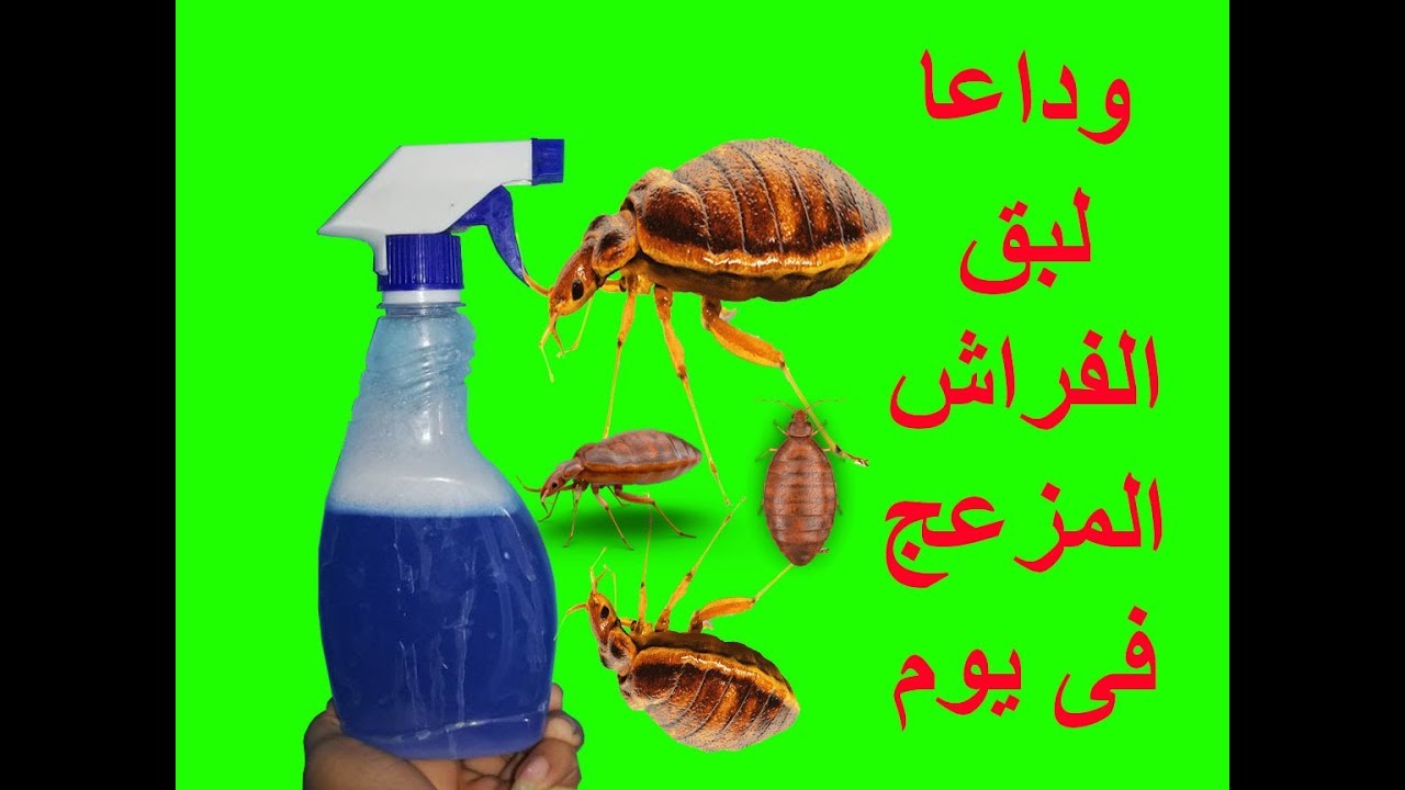اقوى وصفة على وجه الارض.. طرد بق الفراش المزج نهائيا بمكونات طبيعية 100% وبدون اي مواد كيميائية 5 اقوى وصفة على وجه الارض.. طرد بق الفراش المزج نهائيا بمكونات طبيعية 100% وبدون اي مواد كيميائية