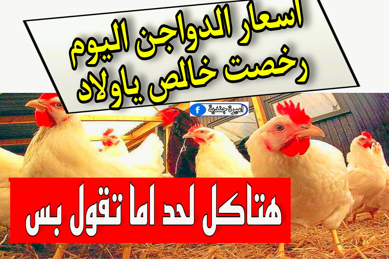 اسعار الدواجن اليوم الاثنين 27 نوفمبر 2023 | اسعار الفراخ البيضاء اليوم.. ياتري وصلت كام دلوقتي