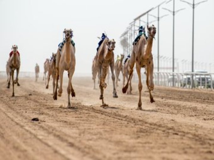 موعد انطلاق مهرجان خادم الحرمين للهجن بالسعودية بجوائز 70 مليون ريال 5 موعد انطلاق مهرجان خادم الحرمين للهجن بالسعودية بجوائز 70 مليون ريال