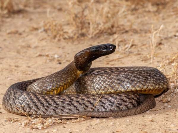 «حافظ على نفسك وأولادك»… ما الإجراء الصحيح الذي يجب اتخاذه إذا وجدت ثعبان في منزلك؟