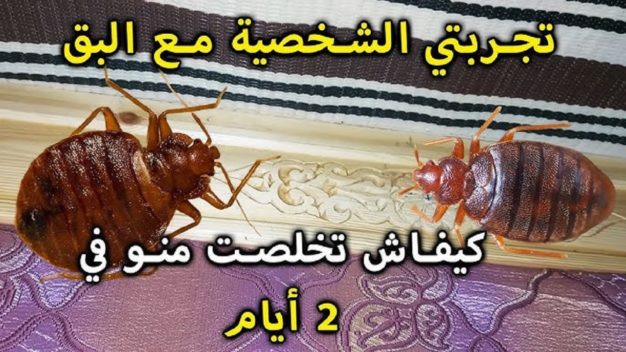 فكرة بمليون جنية.. التخلص من البق والزواحف نهائيا بسرعة الصاروخ بدون مبيدات ولا تكاليف جربيها ومش هتندمى 5 فكرة بمليون جنية.. التخلص من البق والزواحف نهائيا بسرعة الصاروخ بدون مبيدات ولا تكاليف جربيها ومش هتندمى