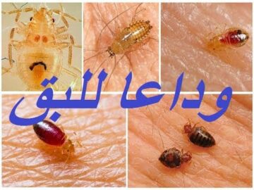 برشة واحدة القضاء على حشرة بق الفراش المنزلية نهائي بدون مبيدات ولا كيماويات