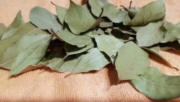 عشبة سحرية مفعولها خارق احصلي على فوائدها الخيالية