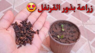طريقة زراعة القرنفل في البيت بخطوات بسيطة