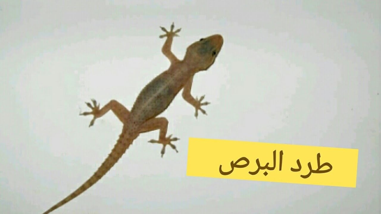 الحل النهائي للتخلص من البرص بدون لمس أو اقتراب وبدون اي مواد كيميائية