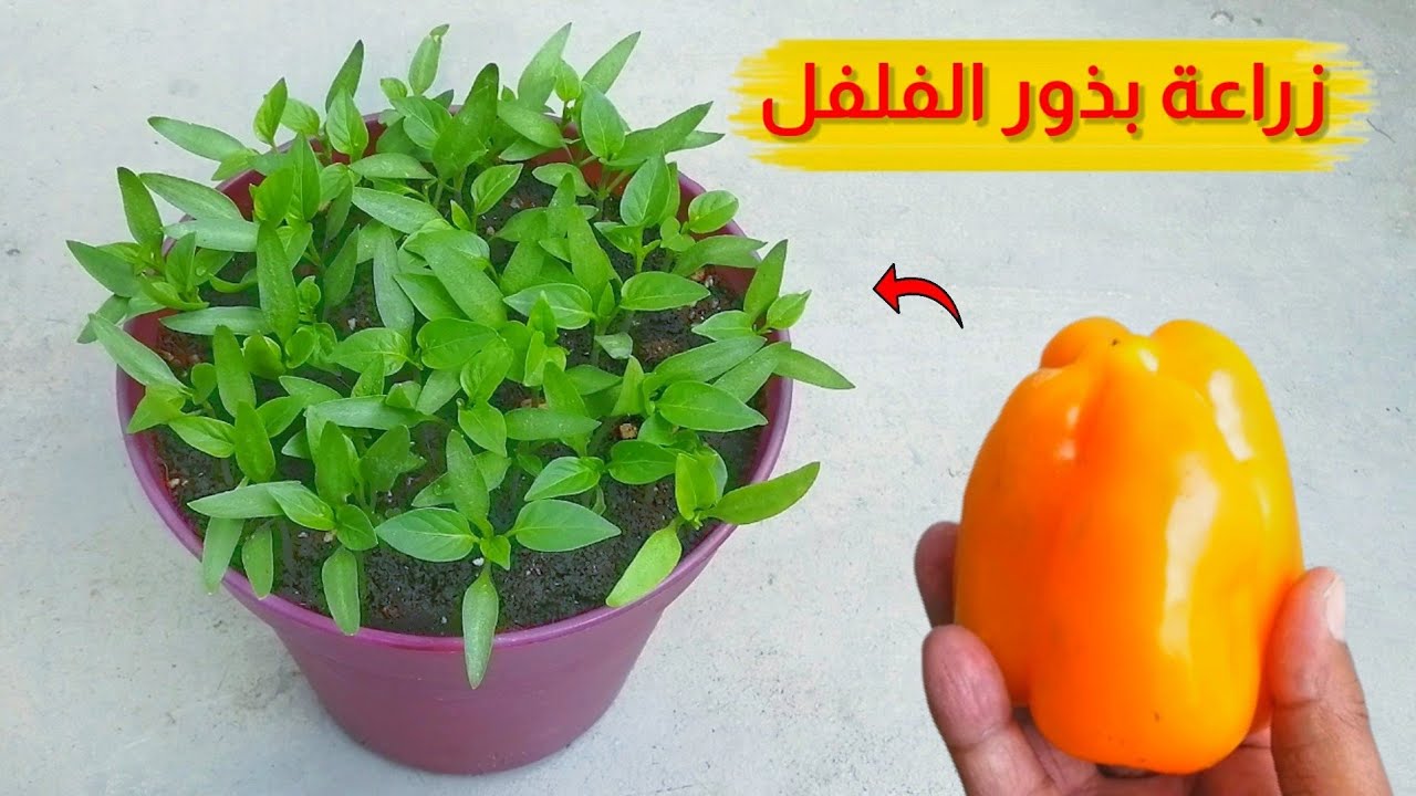 طريقة زراعة الفلفل الأخضر في البيت من البذور بكل سهولة مش هتشتري من برة تاني 5 طريقة زراعة الفلفل الأخضر في البيت من البذور بكل سهولة مش هتشتري من برة تاني