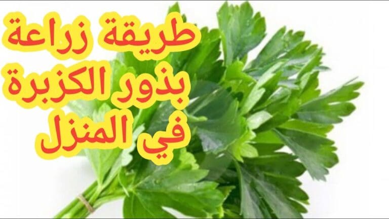 كيف تزرع الكزبرة في منزلك بخطوات بسيطة ومضمونة؟ 5 كيف تزرع الكزبرة في منزلك بخطوات بسيطة ومضمونة؟