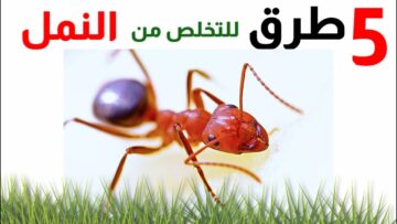 طرق فعالة للتخلص من النمل بسرعة وبأمان