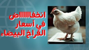 “نزول في الكيلو 35 جنيه”.. هبوط تاريخي في أسعار الدواجن والبانيه بشكل ملحوظ في السوق المصري