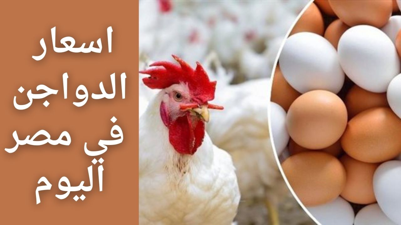 "الشعب هيدلع".. انخفاض مُبشر في سعر الفراخ في الأسواق المصرية اليوم للمستهلك 5 “الشعب هيدلع”.. انخفاض مُبشر في سعر الفراخ في الأسواق المصرية اليوم للمستهلك