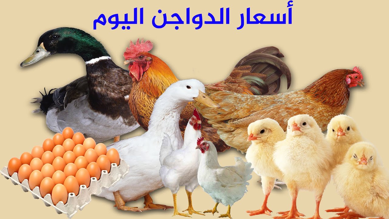 الكيلو بقى بكام ؟.. أسعار الدواجن والبيض اليوم السبت 25 نوفمبر 2023 بالأسواق 5 الكيلو بقى بكام ؟.. أسعار الدواجن والبيض اليوم السبت 25 نوفمبر 2023 بالأسواق