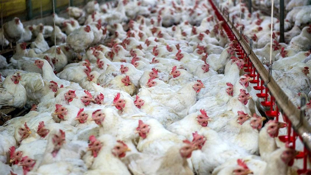 "طفرة جديدة في نص الشهر".. ارتفاع جديد في أسعار الدواجن الفراخ البيضاء والبانية والأوراك ..شوف بكم 5 “طفرة جديدة في نص الشهر”.. ارتفاع جديد في أسعار الدواجن الفراخ البيضاء والبانية والأوراك ..شوف بكم