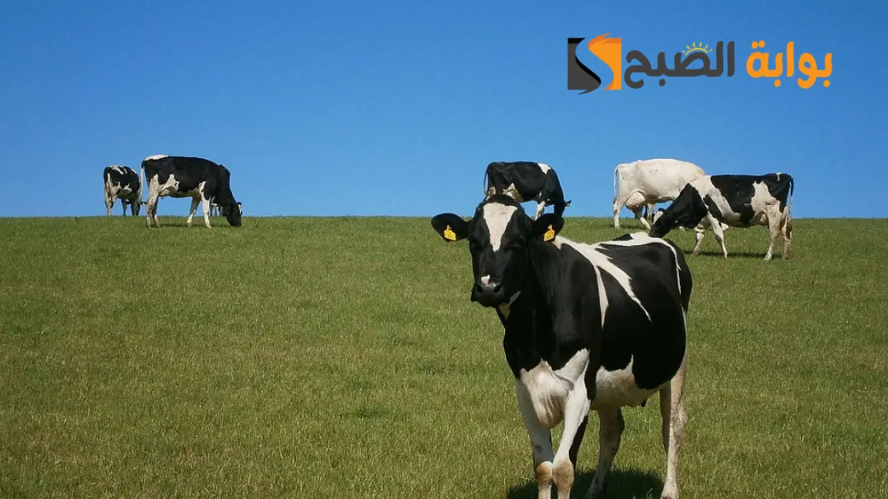 ما هي شروط التسجيل في برنامج دعم المواوشي .. وكيفية التسجيل 1445 ؟ 5 ما هي شروط التسجيل في برنامج دعم المواوشي .. وكيفية التسجيل 1445 ؟