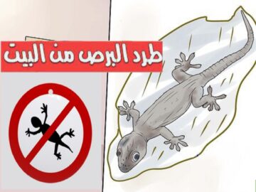 طرد البرص أو الوزغ من المنزل بدون لمس في 3 دقائق وصفة رهيبة مجربة وفعالة