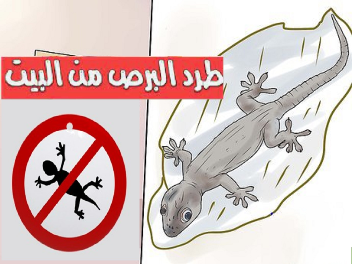 طرد البرص أو الوزغ من المنزل بدون لمس في 3 دقائق وصفة رهيبة مجربة وفعالة