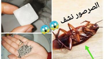 هيهرب من بيتك.. طريقة التخلص من الصراصير والنمل بمكونات متخطرش على بالك هيختفوا تماماً