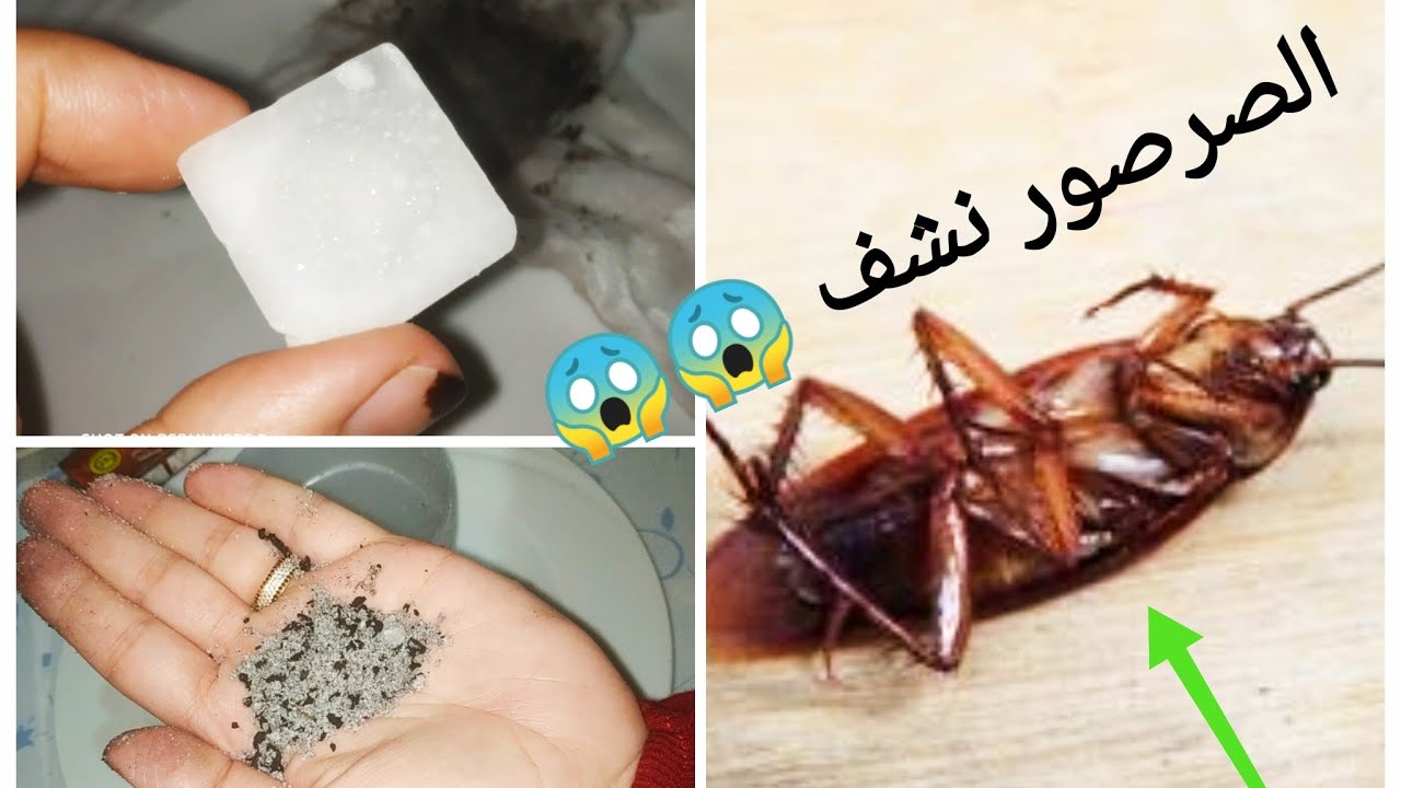 خلطة لعنة الفراعنة للتخلص من النمل والناموس والصراصير في 3 دقائق فقط طريقة وفعالة 5 خلطة لعنة الفراعنة للتخلص من النمل والناموس والصراصير في 3 دقائق فقط طريقة وفعالة