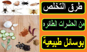بيتك مليان حشرات الحل عندي.. ” العشبة الفتاكة في القضاء علي اي حشرات منزلية بدون رش