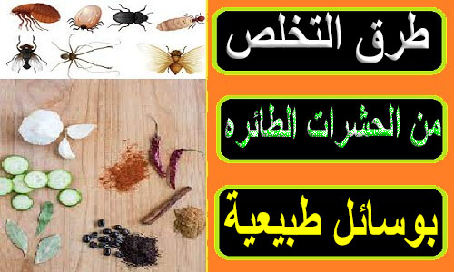 بيتك مليان حشرات الحل عندي.. ” العشبة الفتاكة في القضاء علي اي حشرات منزلية بدون رش