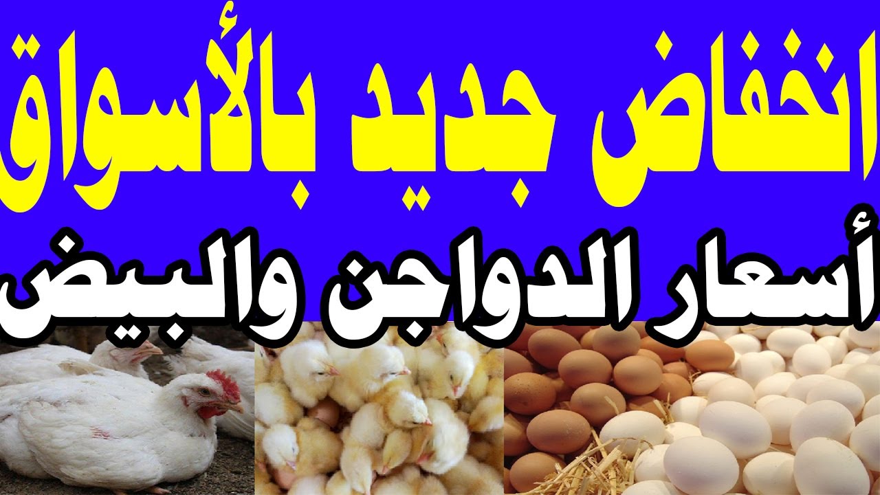 الفراخ لسه بتفرحنا .. انخفاض جديد  في أسعار الدواجن بمصر اليوم وفقًا لمبادرة خفض الأسعار