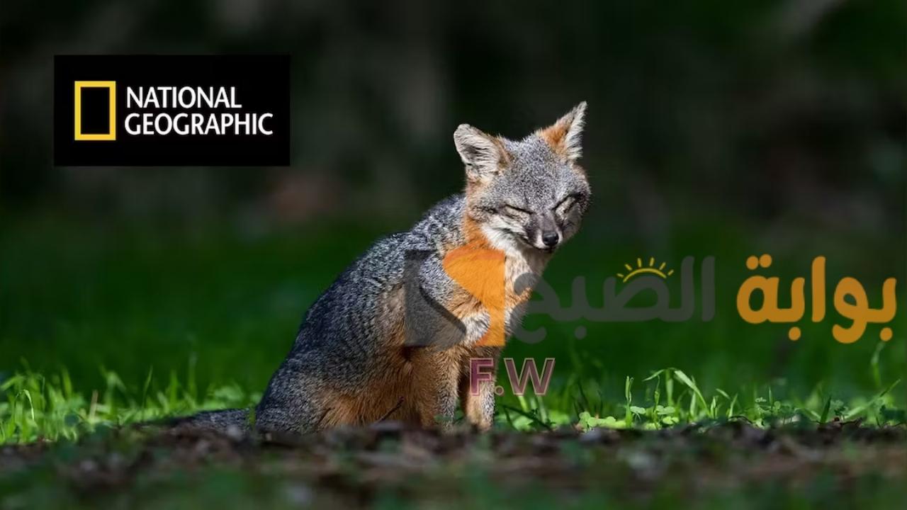 تردد قناة National geographic الجديد على النايل سات بجودة عالية 4K 5 تردد قناة National geographic الجديد على النايل سات بجودة عالية 4K