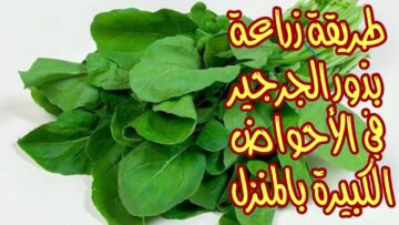 طريقة زراعة الجرجير في المنزل لعمل أشهى طبق سلطة