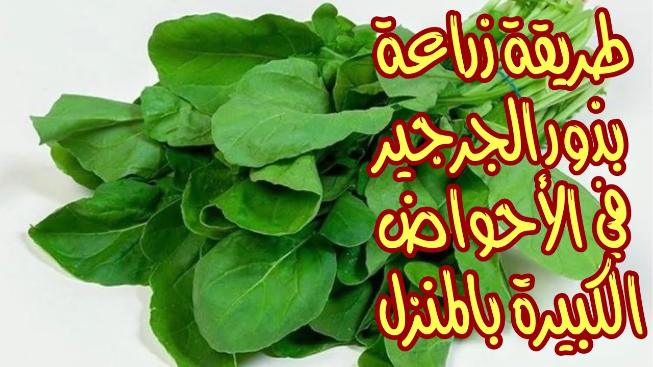 طريقة زراعة الجرجير في المنزل لعمل أشهى طبق سلطة