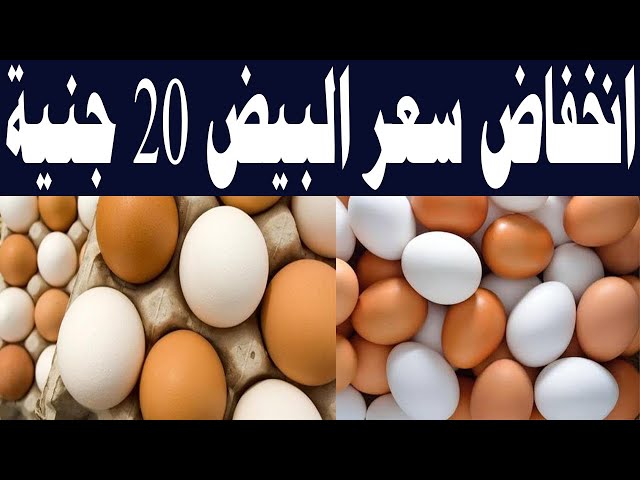 افرحوا وهيصوا البيضة خلاص هتنزل من السطوح .. سعر البيض في مصر اليوم الأربعاء 15/11/2023