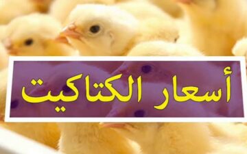 الكتكوت رخص وبقى فمتناول الجميع .. سعر الكتاكيت في مصر اليوم الثلاثاء 28/11/2023