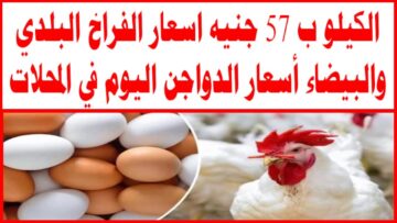 الكتكوت بقى برخص التراب الحقوا ربوا لرمضان .. مفاجآت قوية في أسعار الكتاكيت في مصر اليوم