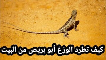من غير مبيد حشري.. وصفة التخلص من الأبراص بـ 6 حلول فعالة من التجربة الأولى