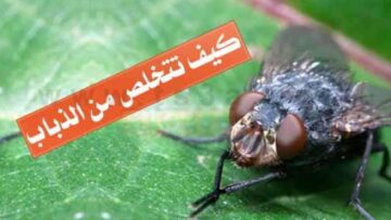 اعملي بنفسك وصفة التخلص من الذباب في المنزل بطرق منزلية بدون رش مبيدات