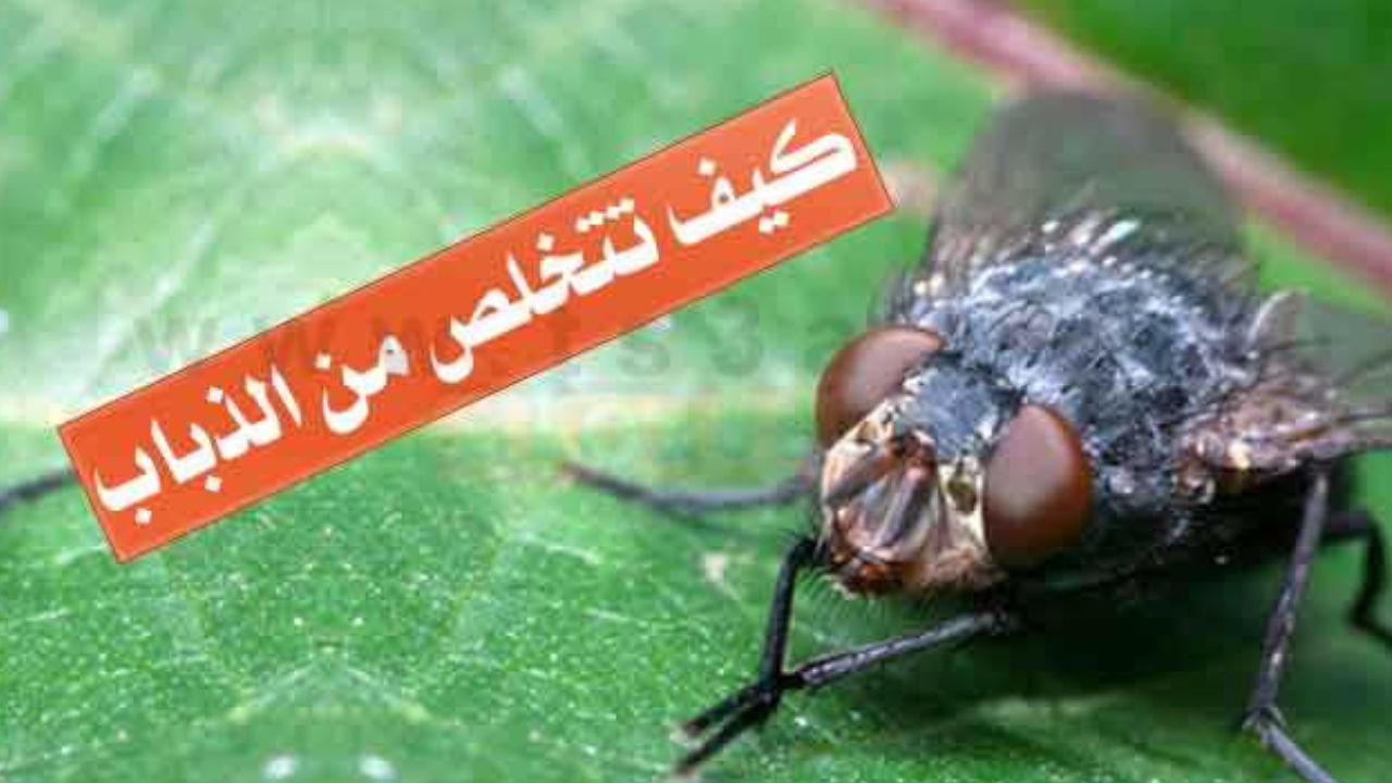 اعملي بنفسك وصفة التخلص من الذباب في المنزل بطرق منزلية بدون رش مبيدات 5 اعملي بنفسك وصفة التخلص من الذباب في المنزل بطرق منزلية بدون رش مبيدات