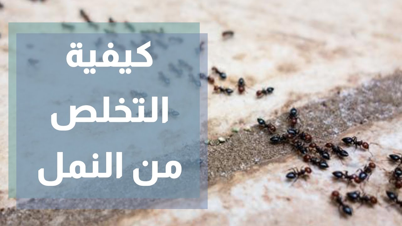 وصفة تخلصك من النمل بـ 4 طرق فعالة للقضاء على كابوس الحشرات 5 وصفة تخلصك من النمل بـ 4 طرق فعالة للقضاء على كابوس الحشرات