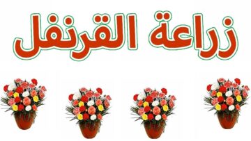 بأقل التكاليف.. ازرعي القرنفل في البيت من البذور بكل احترافية ولن تحتاجي لشرائه بعد اليوم