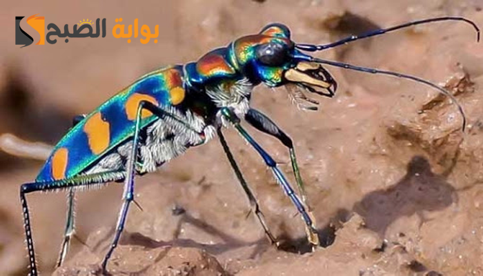 ما هي أسرع حشرة على وجه الارض؟ 5 ما هي أسرع حشرة على وجه الارض؟