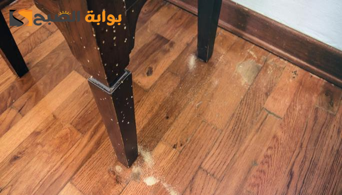 سوس الخشب: العدو الخفي وكيفية التغلب عليه 5 سوس الخشب: العدو الخفي وكيفية التغلب عليه