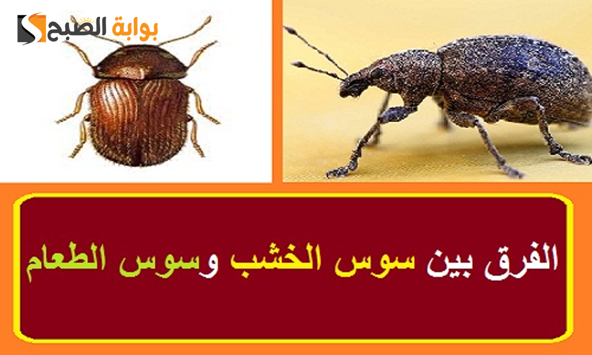 هل سوس الخشب نفس سوس الاكل؟ وكيفية التخلص منهما 5 هل سوس الخشب نفس سوس الاكل؟ وكيفية التخلص منهما