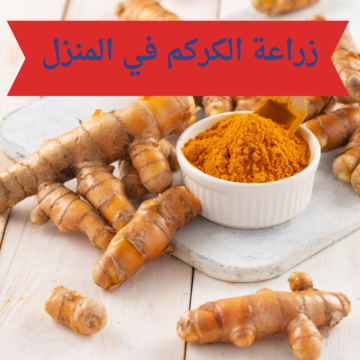 5 خطوات لزراعة الكركم في المنزل حتى الحصاد بنجاح من أول تجربة