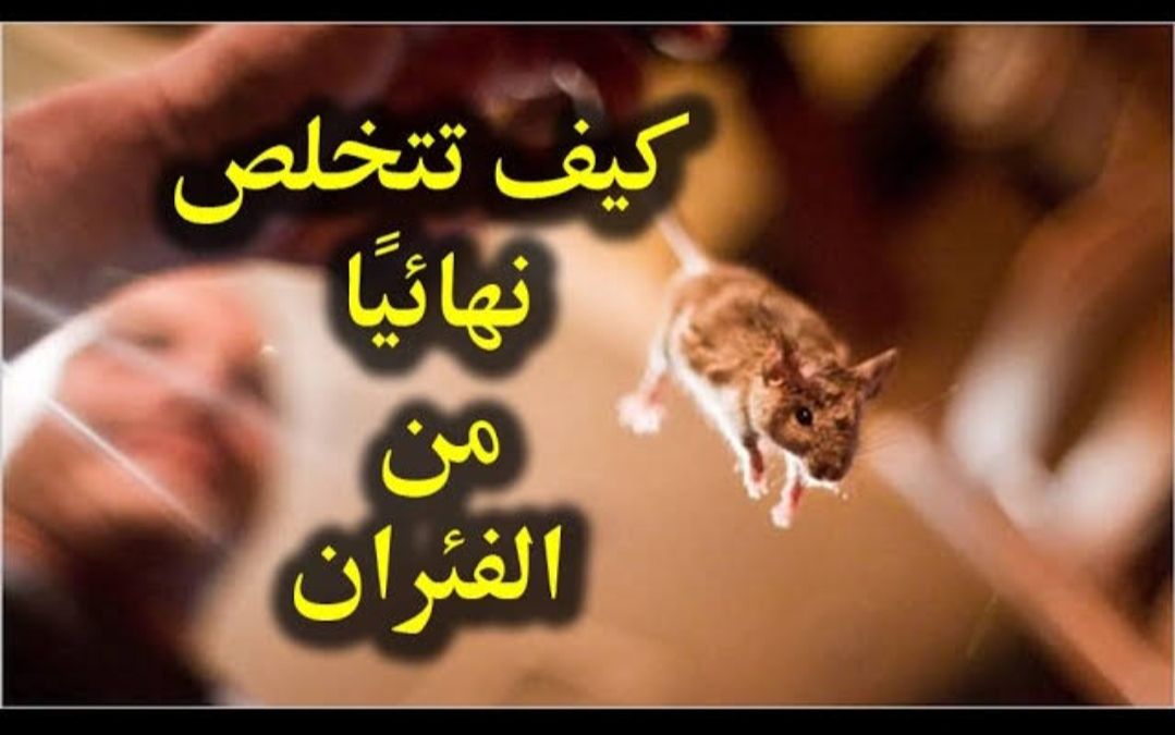  بعيدا عن الكيماويات.. طريقة مذهلة لطرد الفئران نهائيا من المنزل ونصائح لإبعادهم والقضاء عليهم