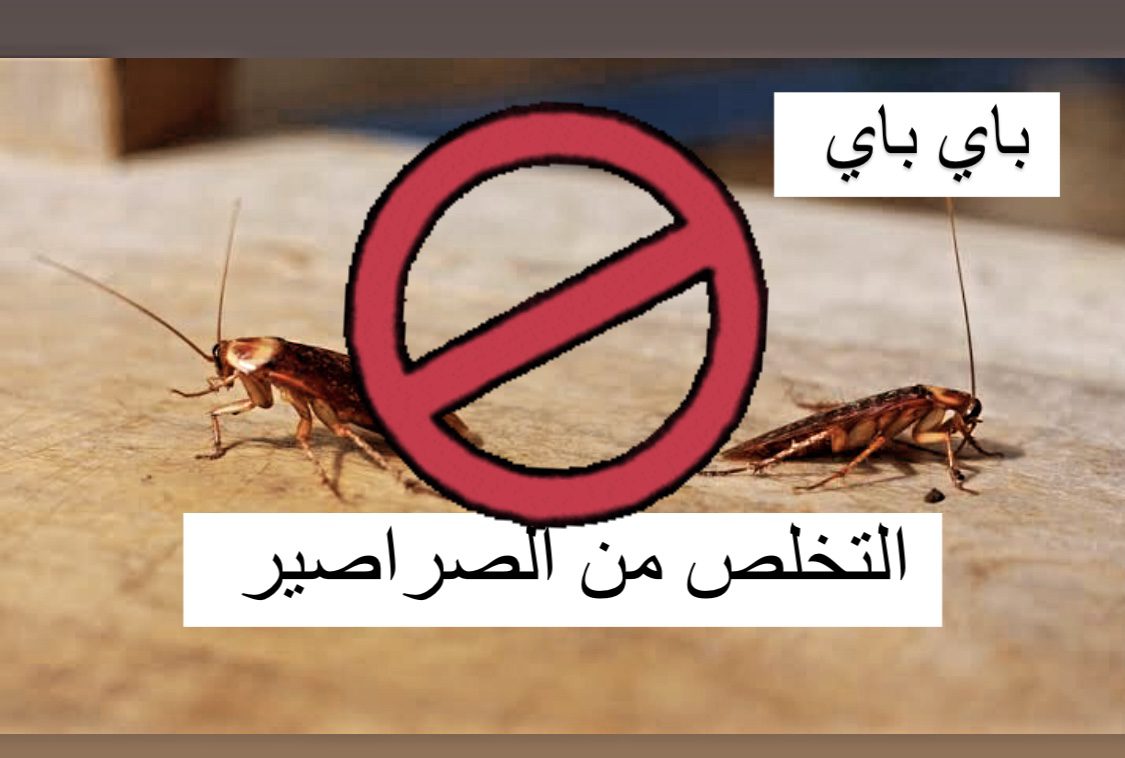 بمكون واحد متوفر في كل بيت..اتخلصي من الصراصير بلا عودة 5 بمكون واحد متوفر في كل بيت..اتخلصي من الصراصير بلا عودة