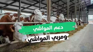 استعلام عن دعم المواشي النفاذ الوطني 1445هـ .. وشروط الحصول على الدعم