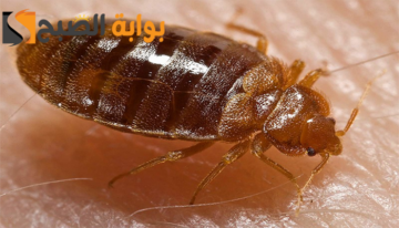 ما هو شكل البق وأهم النصائح للتخلص منه