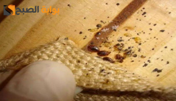 ازاي اعرف ان في سوس في الخشب؟ وكيفية مكافحته