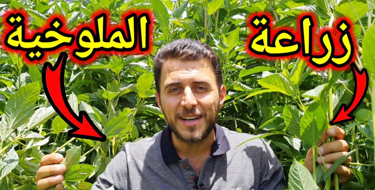 مش هتشتريها تاني.. طريقة زراعة الملوخية في المنزل بكل احترافية وبأقل التكاليف 5 مش هتشتريها تاني.. طريقة زراعة الملوخية في المنزل بكل احترافية وبأقل التكاليف